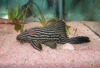 Royal pleco, royal panaque, L190