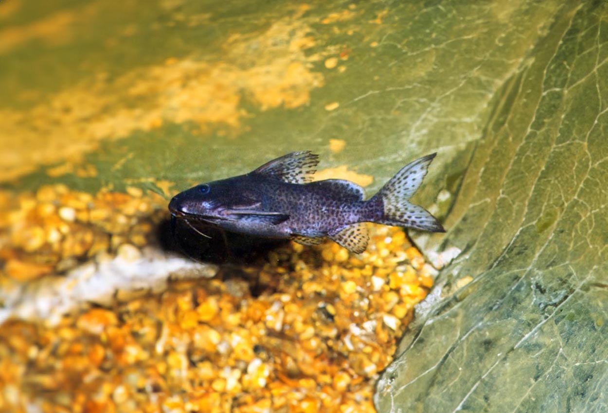 Mörkfläckad synodontis, falsk vändmal