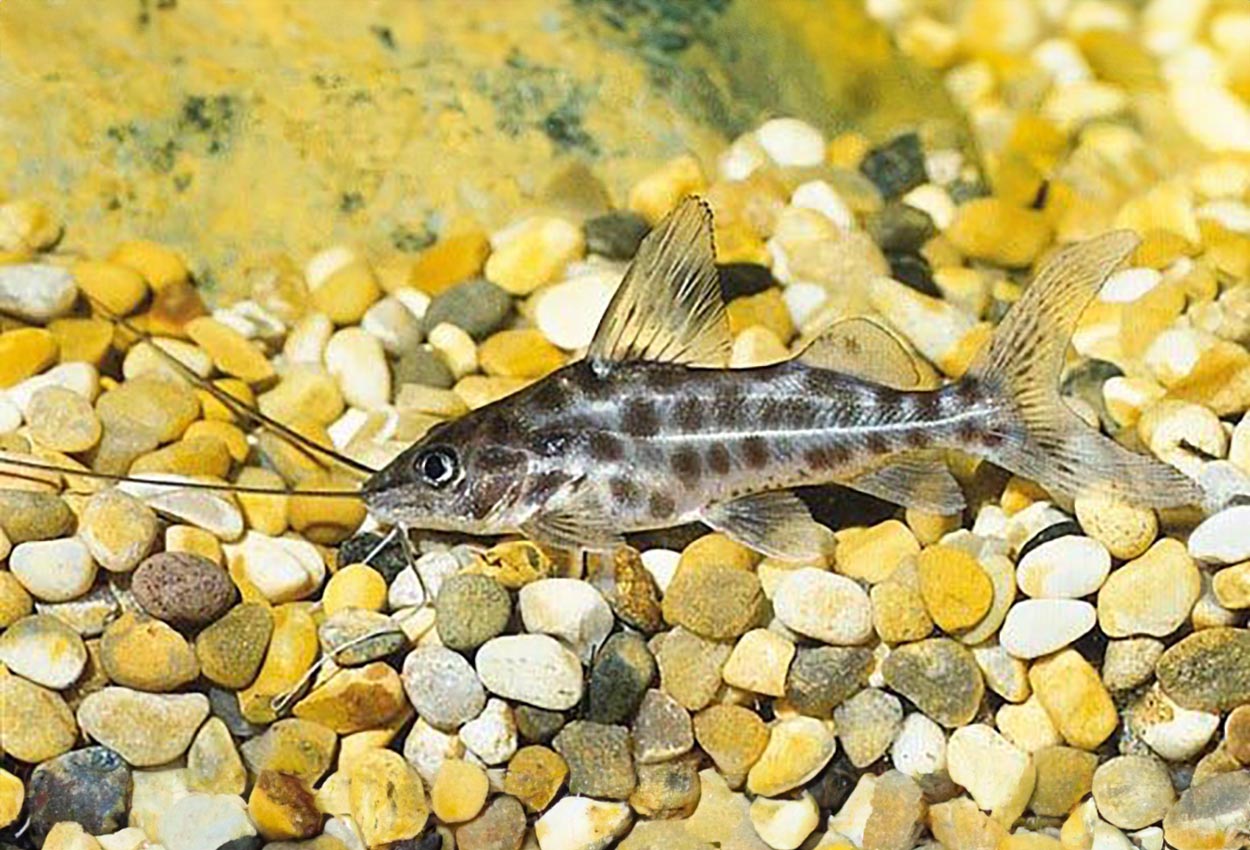 Spotted pimelodus, prickig/fläckig pimelodus