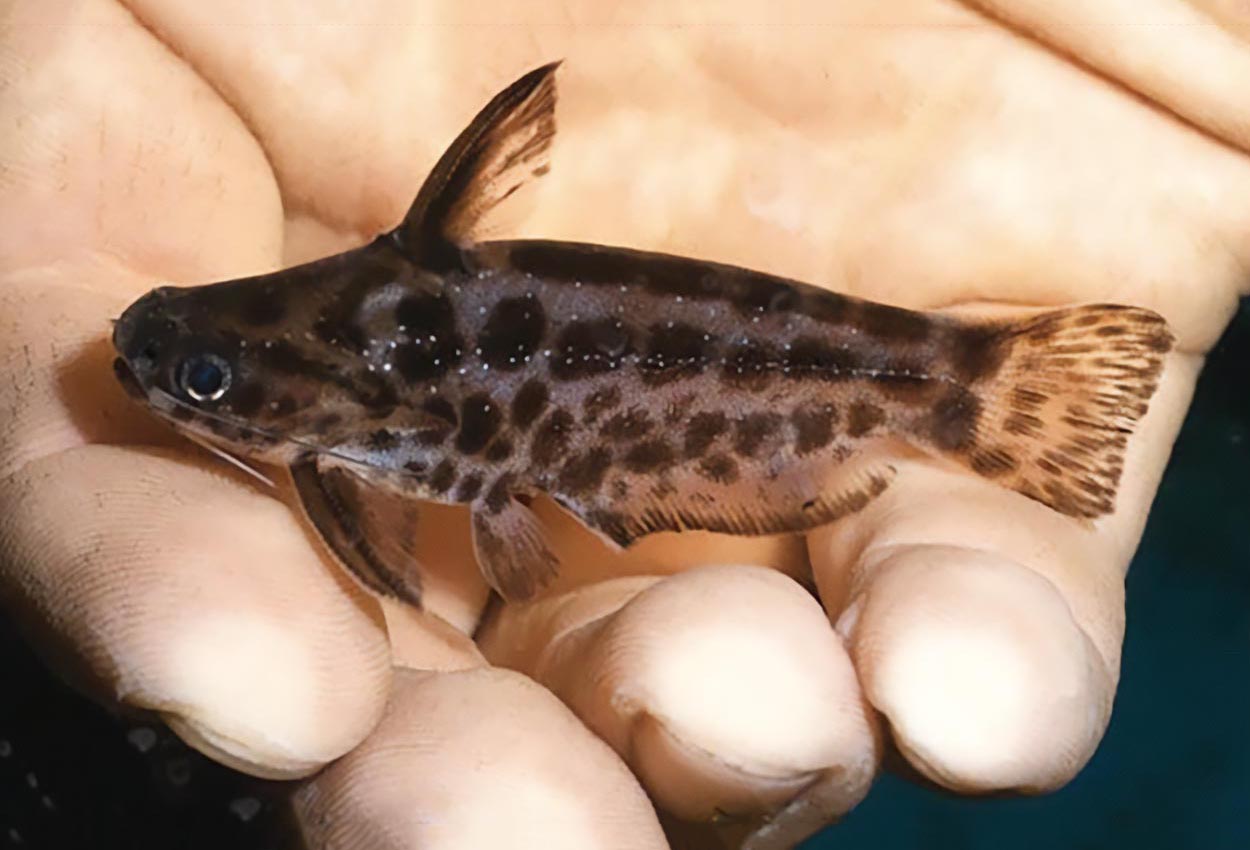 Foto på fisken Trachelyichthys decaradiatus