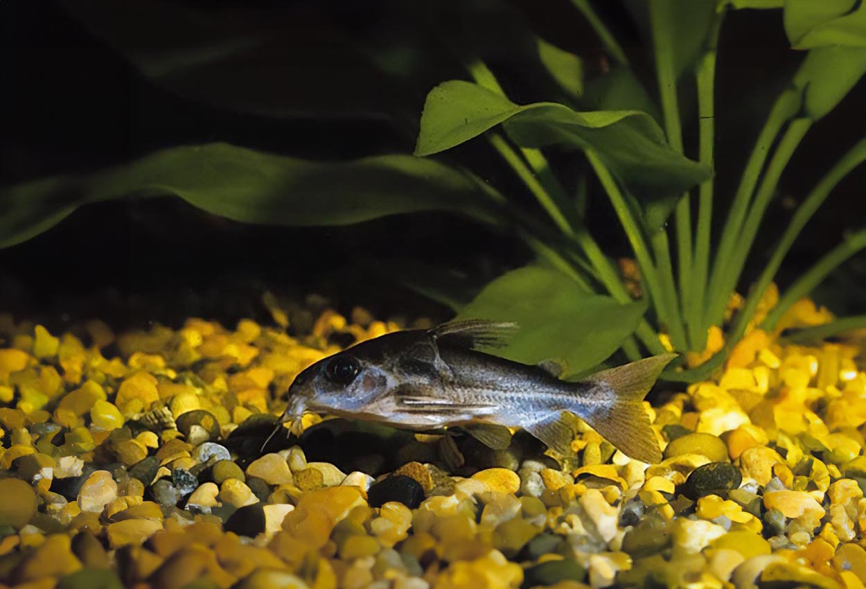 Pansartaggmal, falsk corydoras, Paraguay-doradid