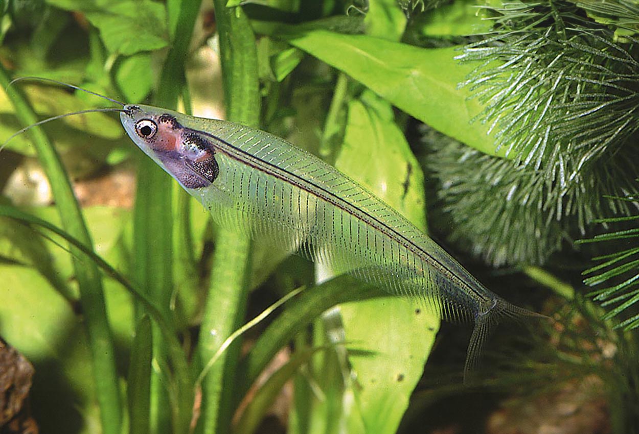 Foto på fisken Kryptopterus vitreolus