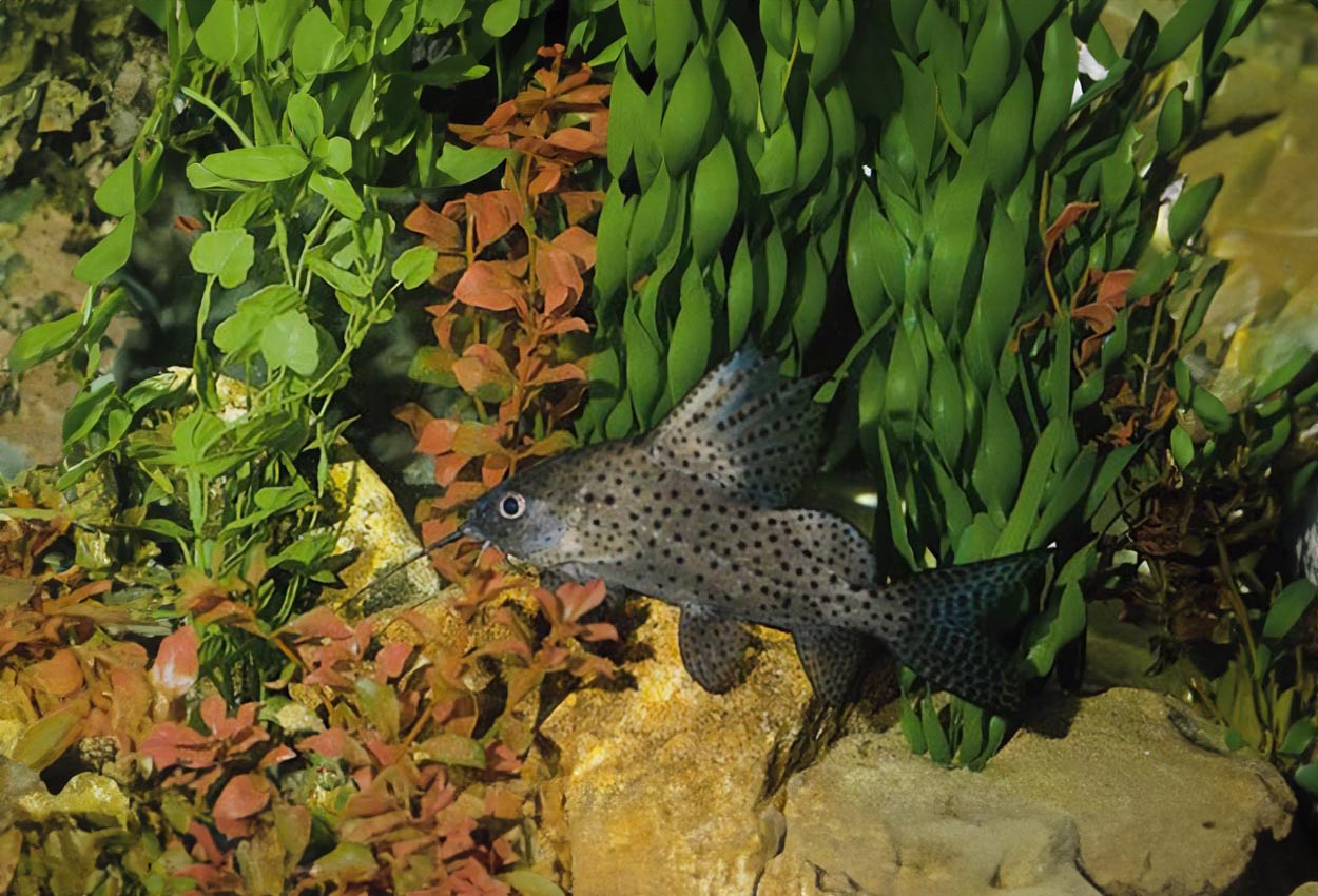 Foto på fisken Synodontis eupterus