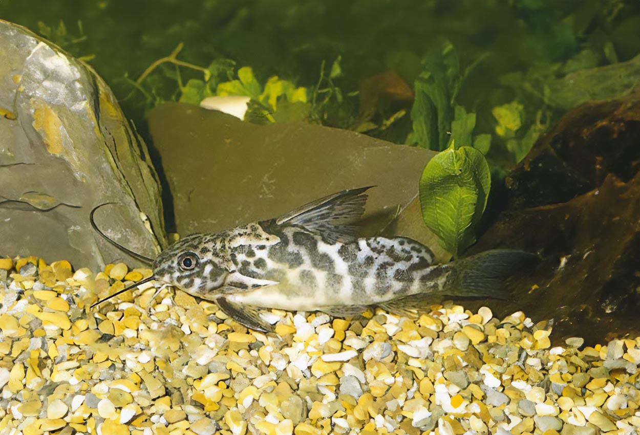 Greshoff´s synodontis