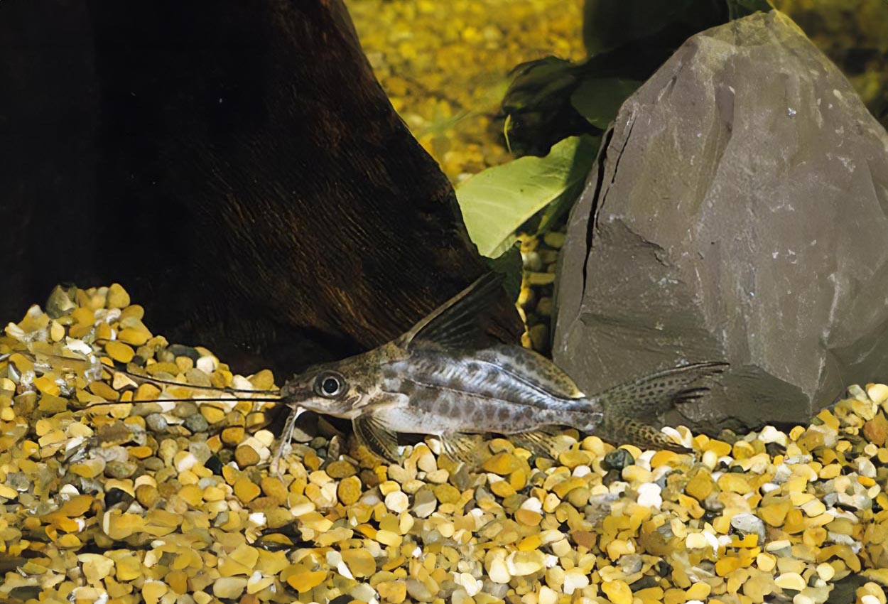 Alberts synodontis