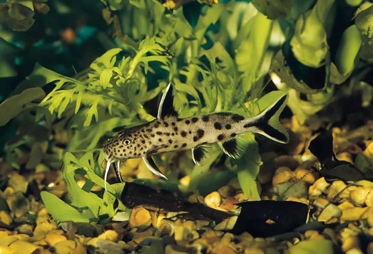 Foto på fisken Synodontis petricola