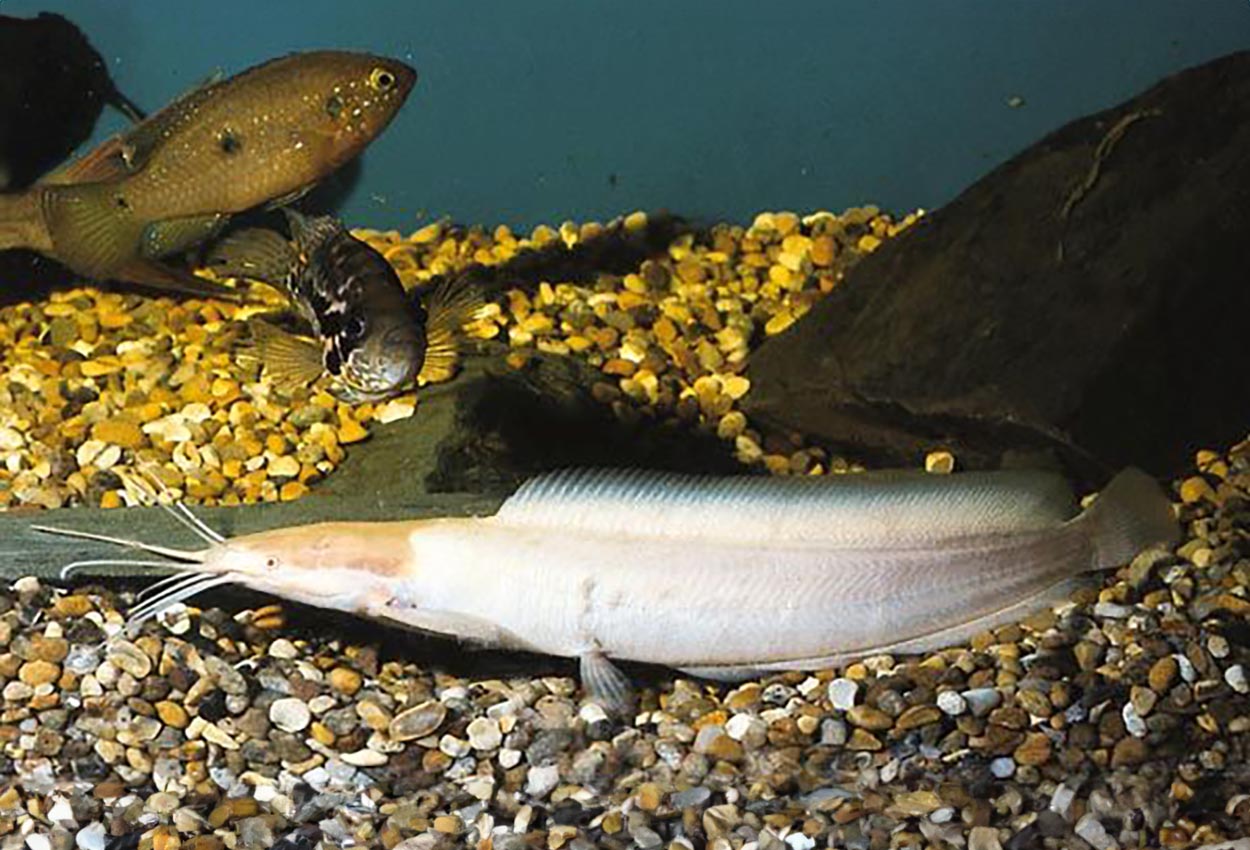 Foto på fisken Clarias batrachus