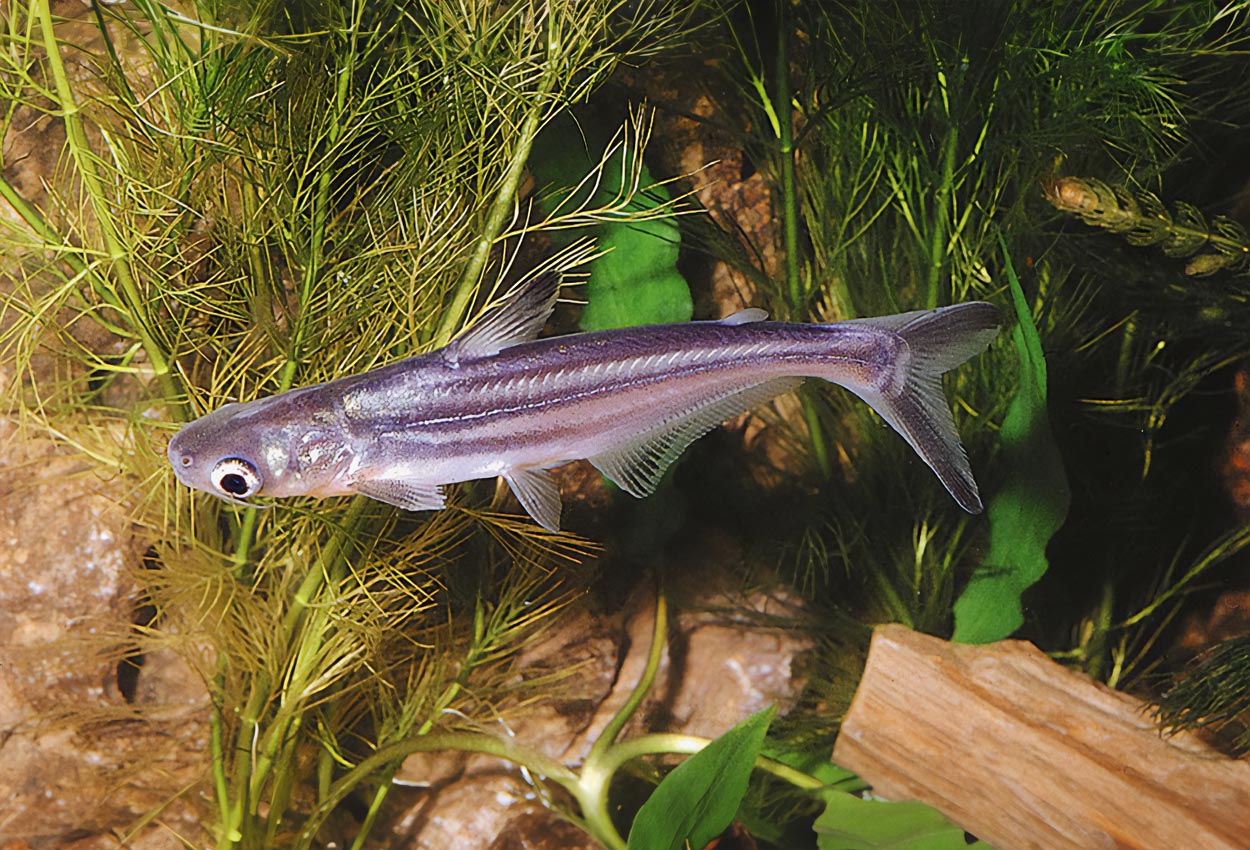 Foto på fisken Pangasianodon hypophthalmus