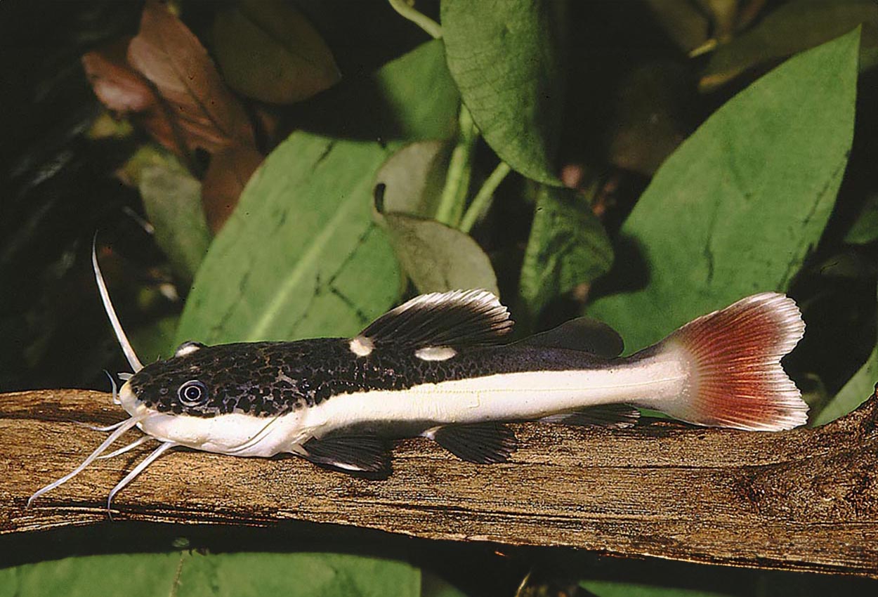 Foto på fisken Phractocephalus hemioliopterus
