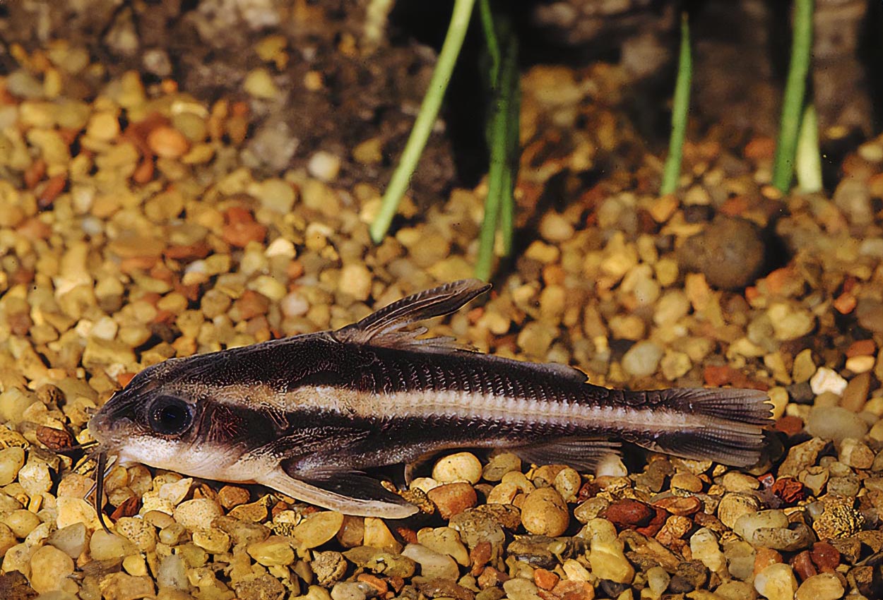 Foto på fisken Platydoras armatulus