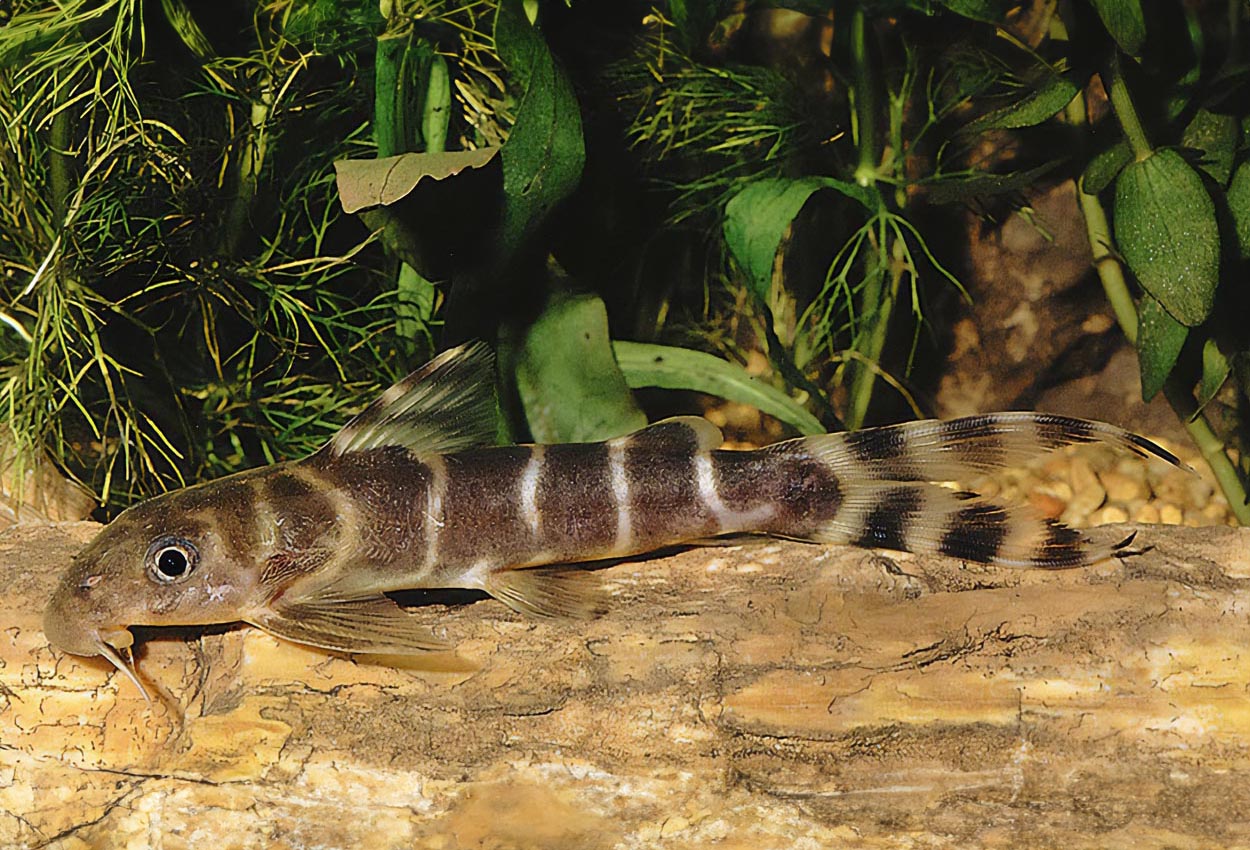 Foto på fisken Synodontis brichardi