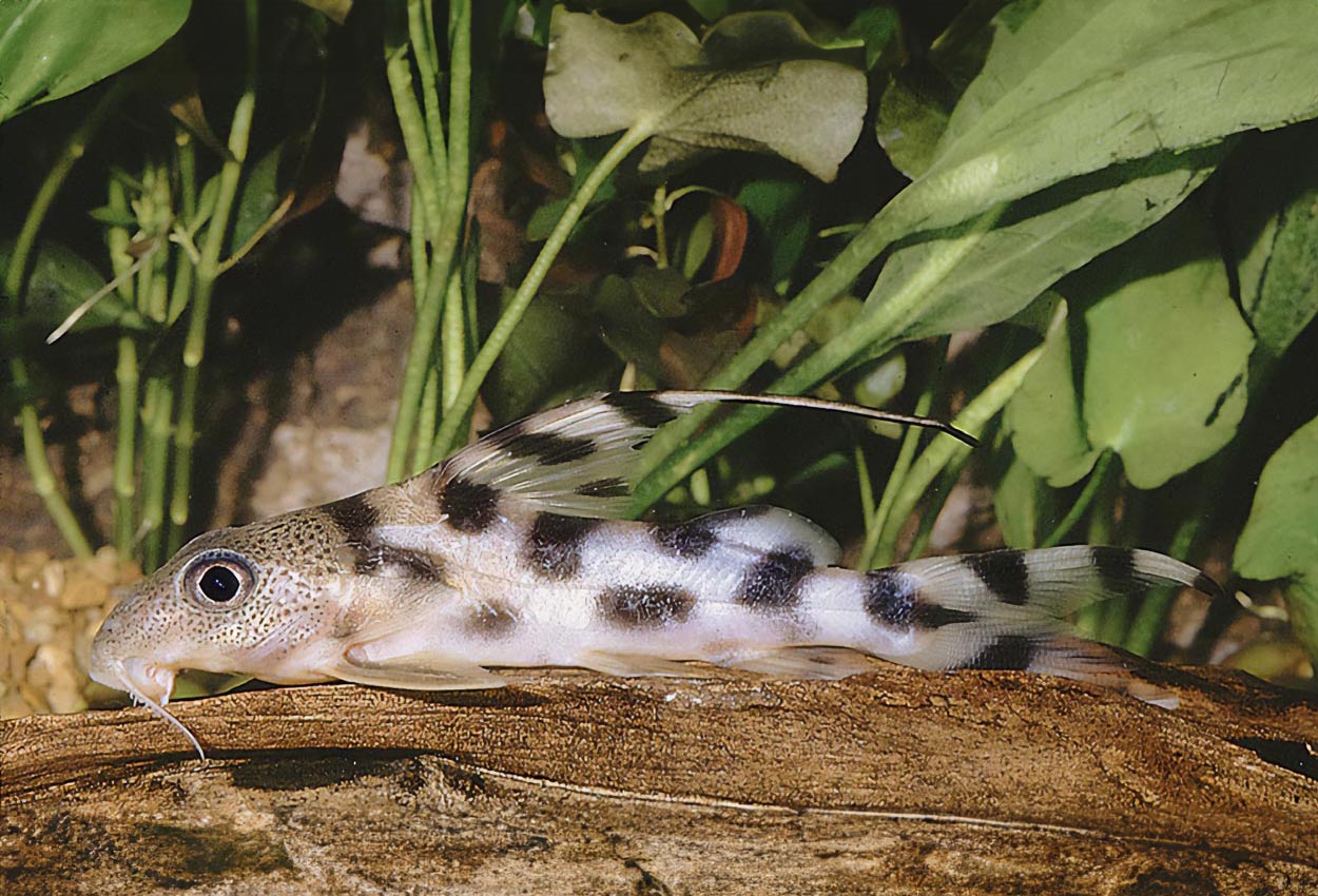 Foto på fisken Synodontis decorus