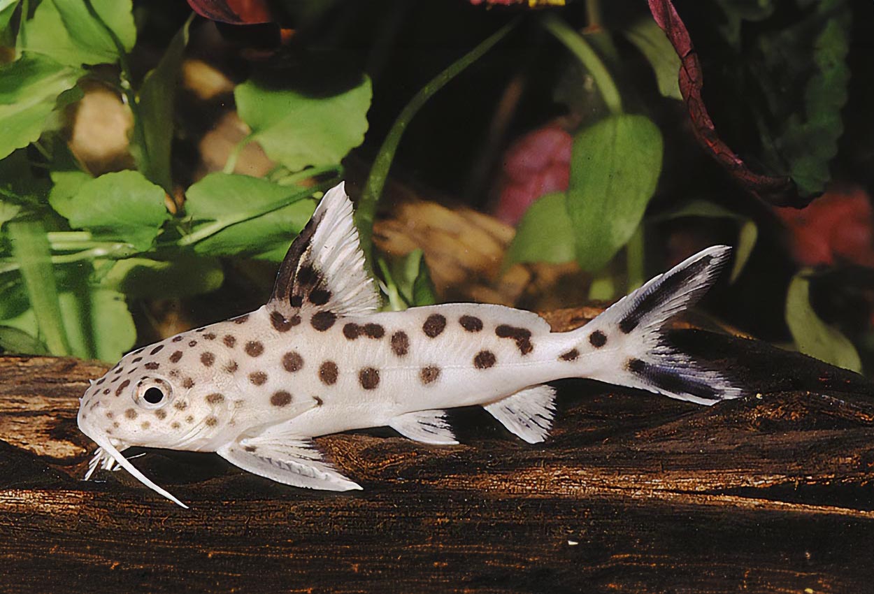 Foto på fisken Synodontis multipunctatus