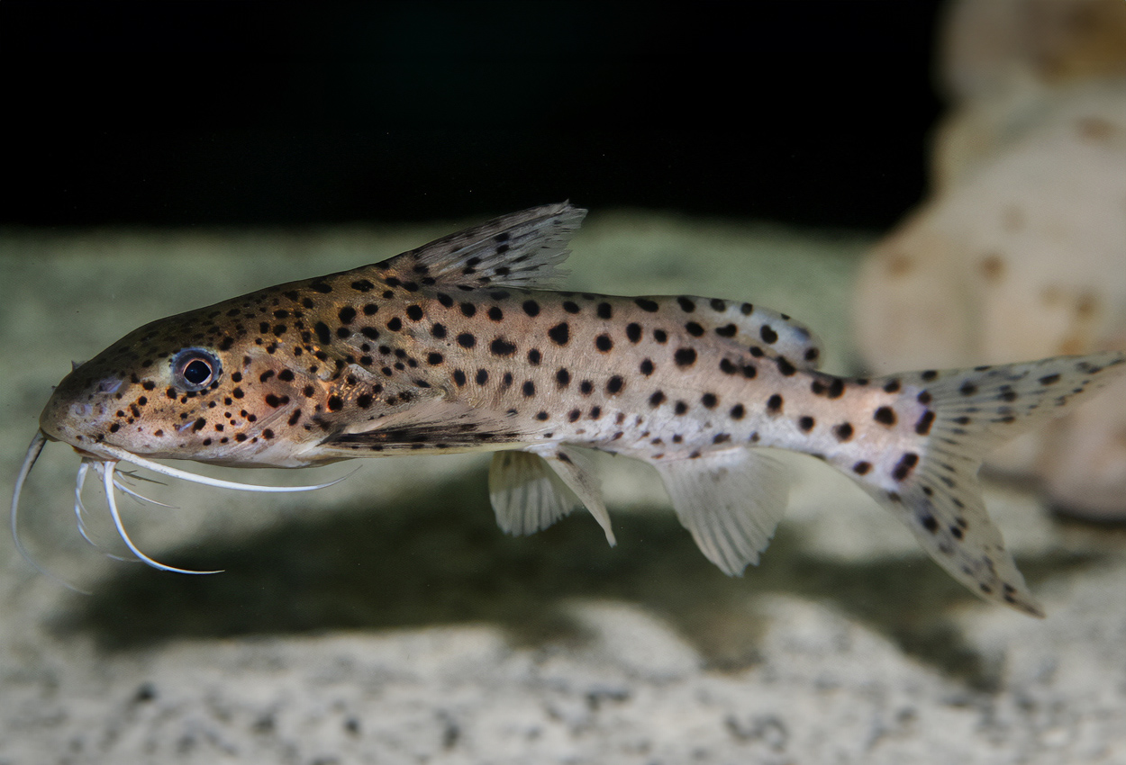 Foto på fisken Synodontis njassae