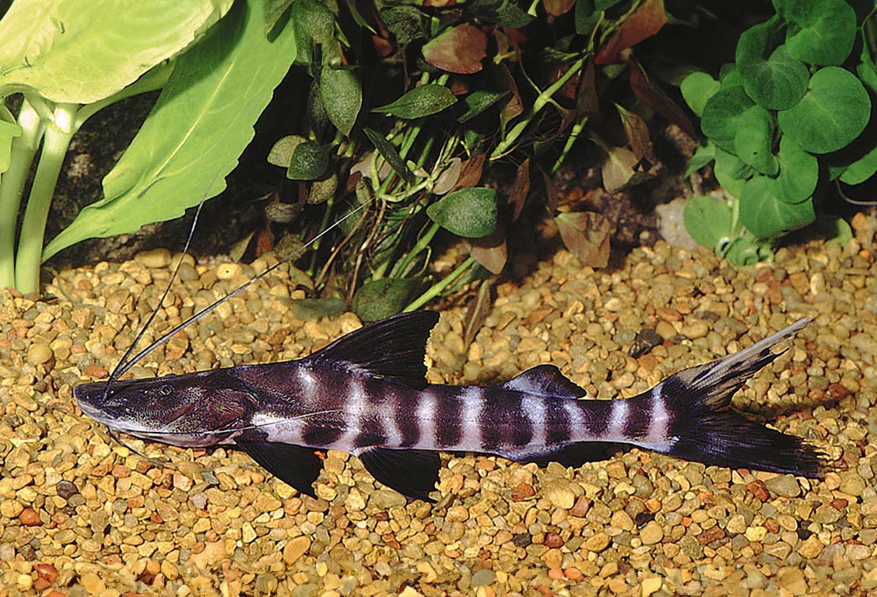 Foto på fisken Brachyplatystoma juruense