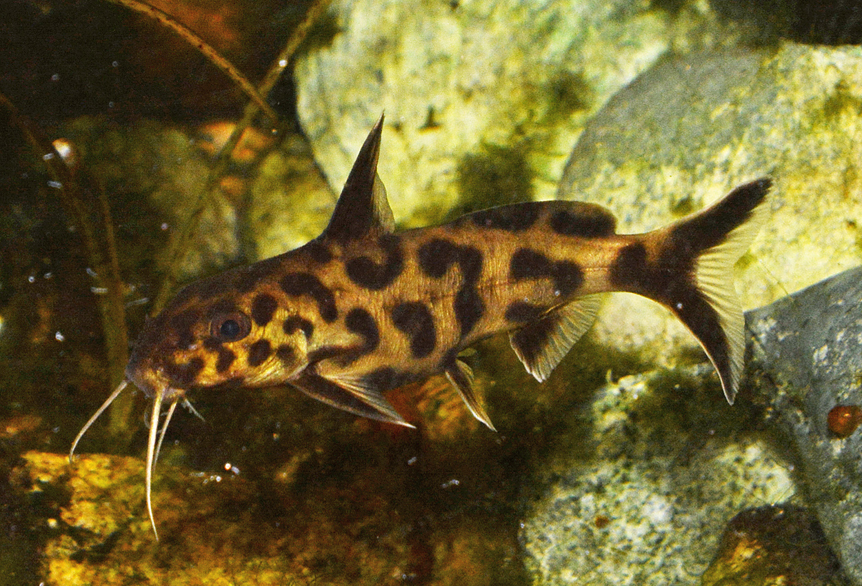 Dvärgsynodontis, dvärgpetricola, falsk gökmal