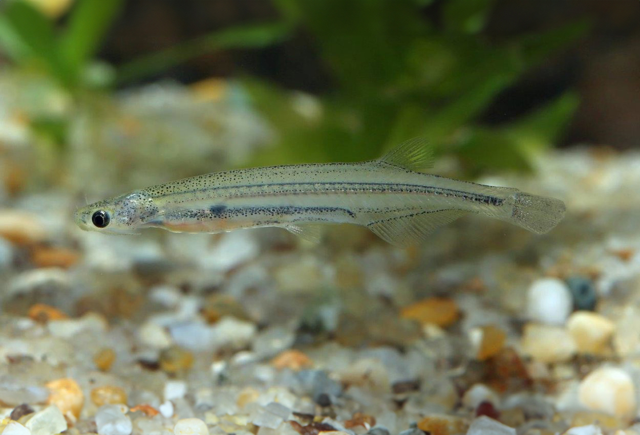 Foto på fisken Vandellia cirrhosa