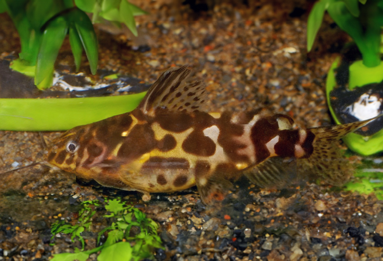 Gulmarmorerad/marmorerad/slinger synodontis