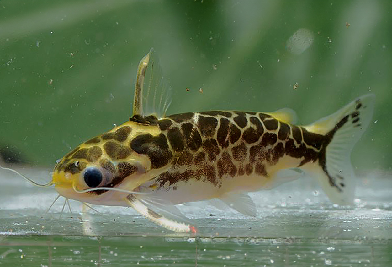 Foto på fisken Centromochlus altae