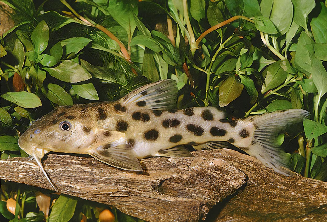 Långnosad synodontis, ögonfläcks-synodontis