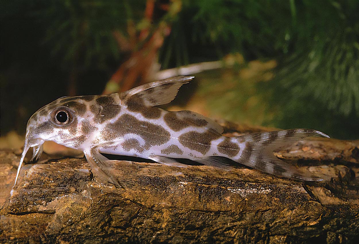 Storfläckig synodontis, Tyson Robert´s mal.