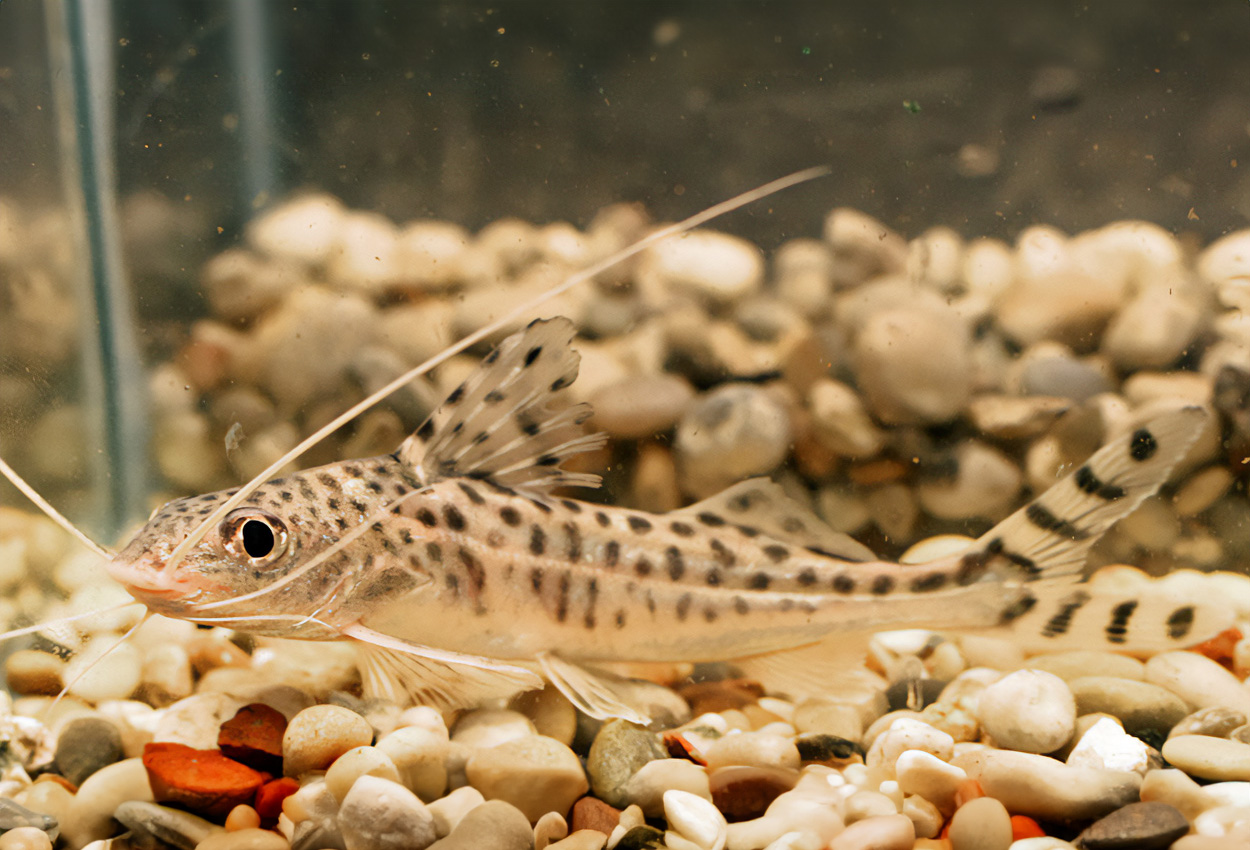 Foto på fisken Pimelodus pictus