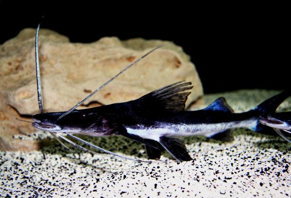Bredfenad plattnosmal