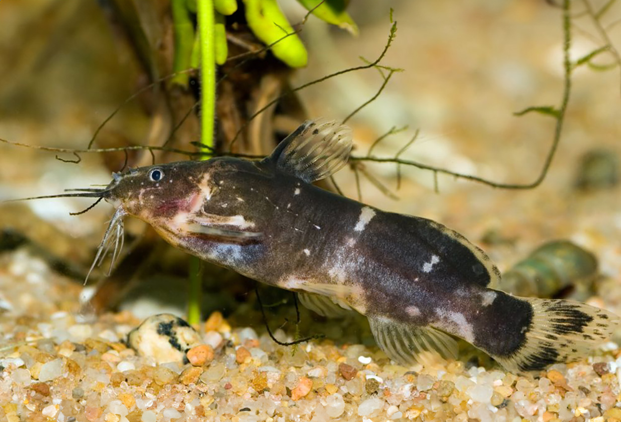 Dvärg-, pygmé-synodontis, pretty woman synodontis