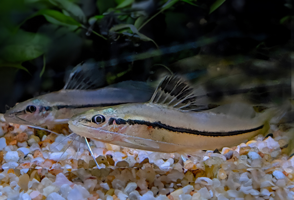 Foto på fisken Pimelodella sp. ’Colombia’