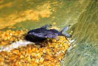 Mörkfläckad synodontis 