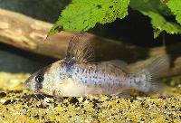 Falsk Corydoras