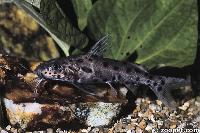 <i>Synodontis njassae</i>