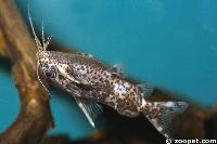 <i>Synodontis nigrolineatus</i>, Zaire