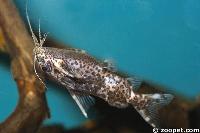 <i>Synodontis nigrolineatus</i>, Zaire