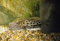 <i>Synodontis ocellifer</i>