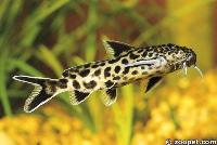 <i>Synodontis polli</i>