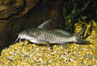 <i>Synodontis filamentosus</i>