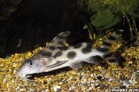 <i>Synodontis decorus</i>, Zaire