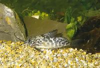 Greshoff´s synodontis