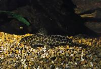 <i>Synodontis caudalis</i>, Zaire