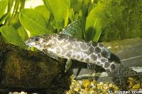 <i>Synodontis camelopardalis</i>, Zaire