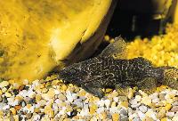 Nätsynodontis, falsk nigriventris, mörk synodontis, 