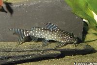 <i>Synodontis angelicus</i> (yngel)