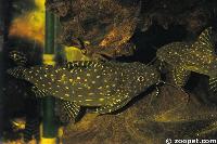 <i>Synodontis angelicus</i>