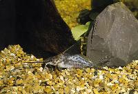 <i>Synodontis alberti</i>, Zaire