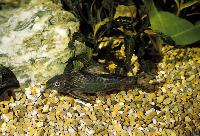 <i>Synodontis afrofischeri</i>