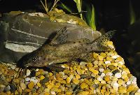 <i>Synodontis robbianus</i>