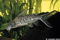 <i>Synodontis dhonti</i>, Niger