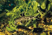 <i>Synodontis petricola</i>, Tanganyikasjön