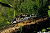 <i>Synodontis robertsi</i>, Zaire